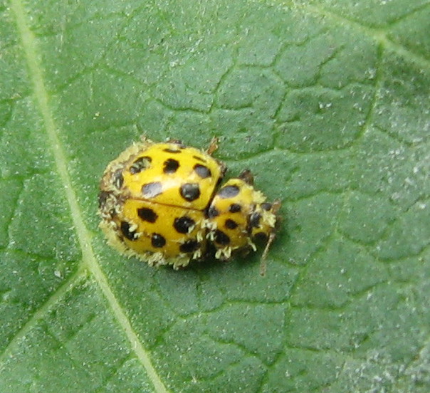 coccinella impolverata?